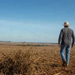 vazio sanitário da soja
