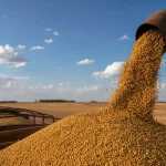 vendas de soja em Primavera do Leste